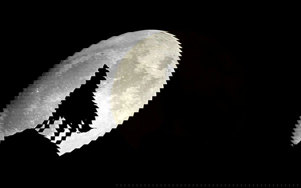 “Boicotta l’Ultimo Lupo”