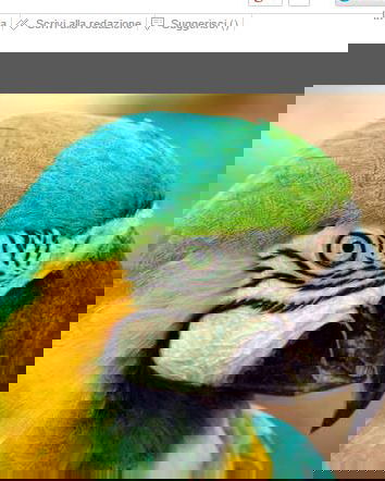 Cani che abbaiano, pappagalli che insultano