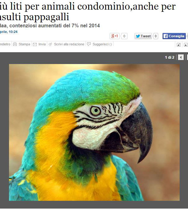 Cani che abbaiano, pappagalli che insultano article-post