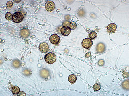 Naturale vs Artificiale – Riso Rosso Fermentato e Statine article-post