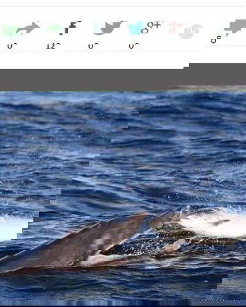 Gatto gioca con topo, e poi se lo mangia.