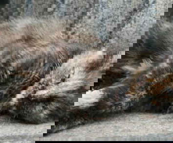 Cosa fare di un animale randagio ferito?