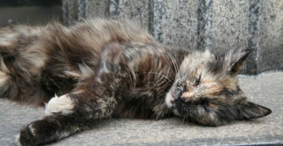 Cosa fare di un animale randagio ferito?