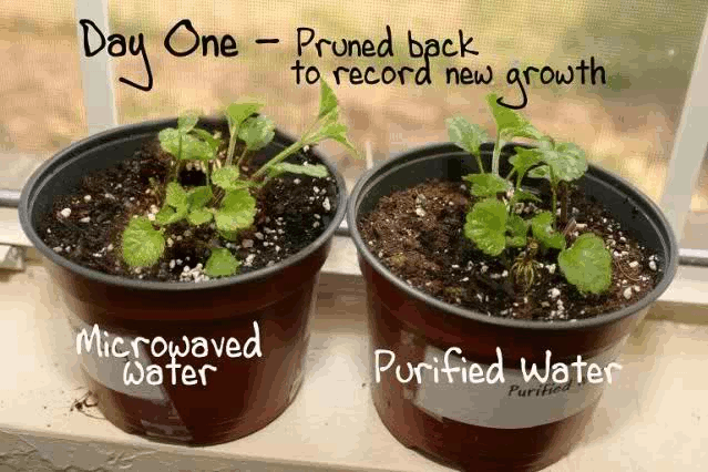 Il forno a microonde uccide le piante?