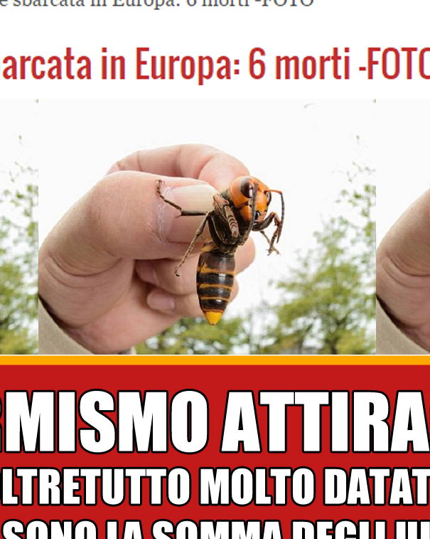 Le vespe giganti article-post