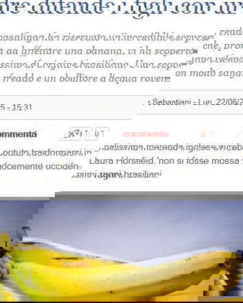 I ragni e le banane – la rivincita