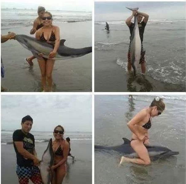 Delfino ucciso da turisti irresponsabili? article-post