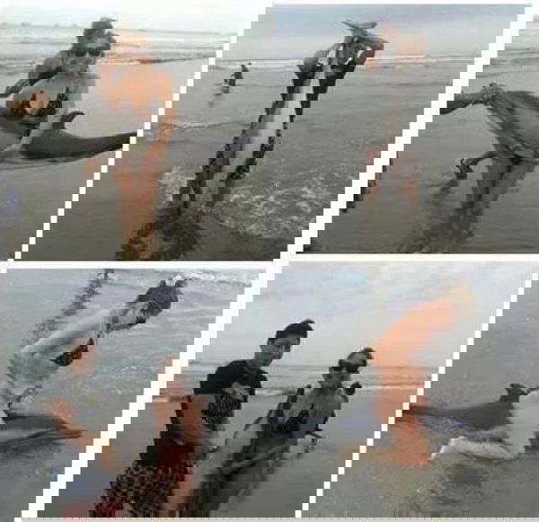 Delfino ucciso da turisti irresponsabili?