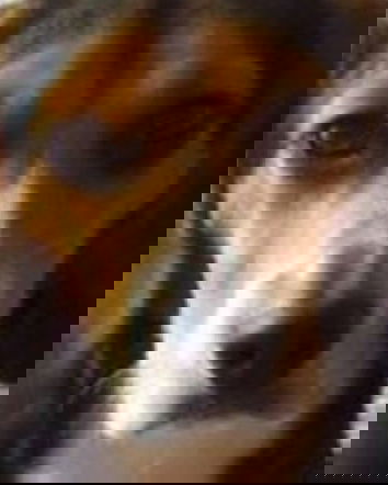 Scegli, o me o il cane!