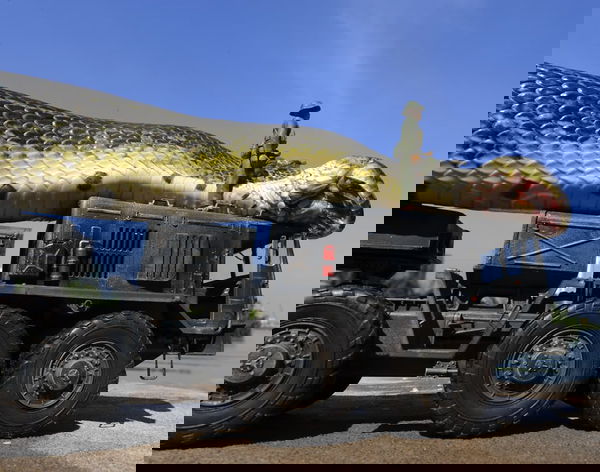 L’anaconda più grande del mondo