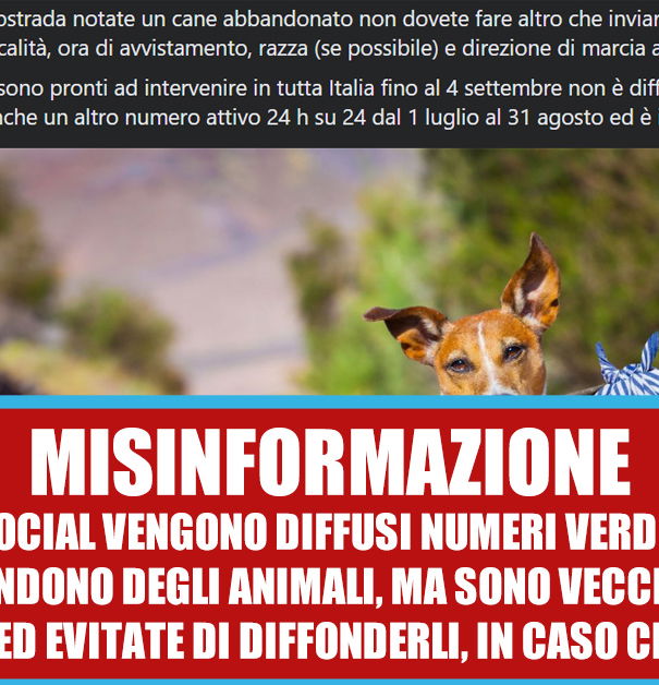 Il numero verde contro l’abbandono degli animali article-post