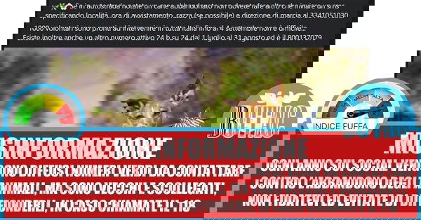 Il numero verde contro l’abbandono degli animali