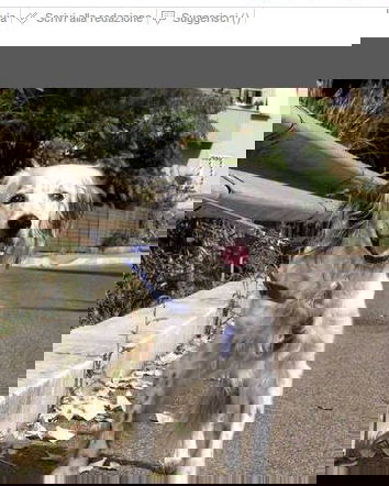 In calo i cani abbandonati