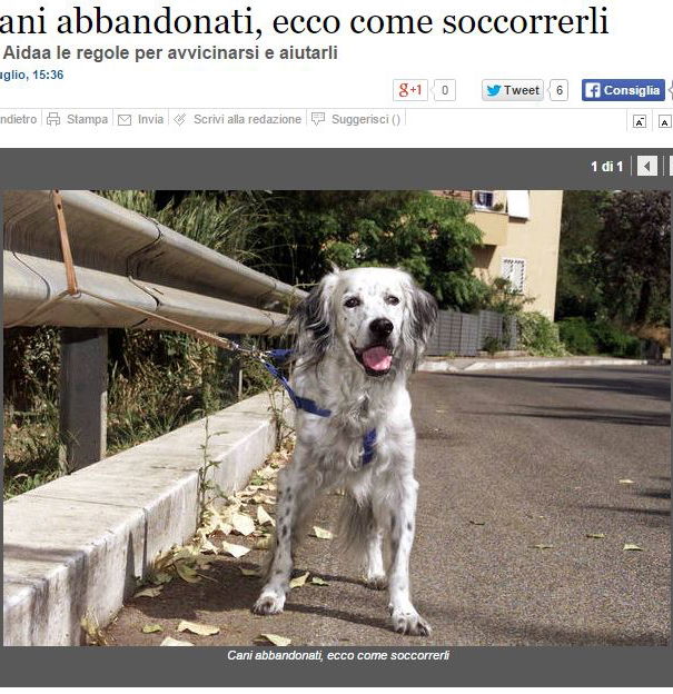 In calo i cani abbandonati article-post