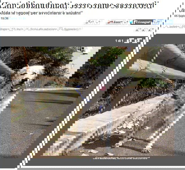 In calo i cani abbandonati