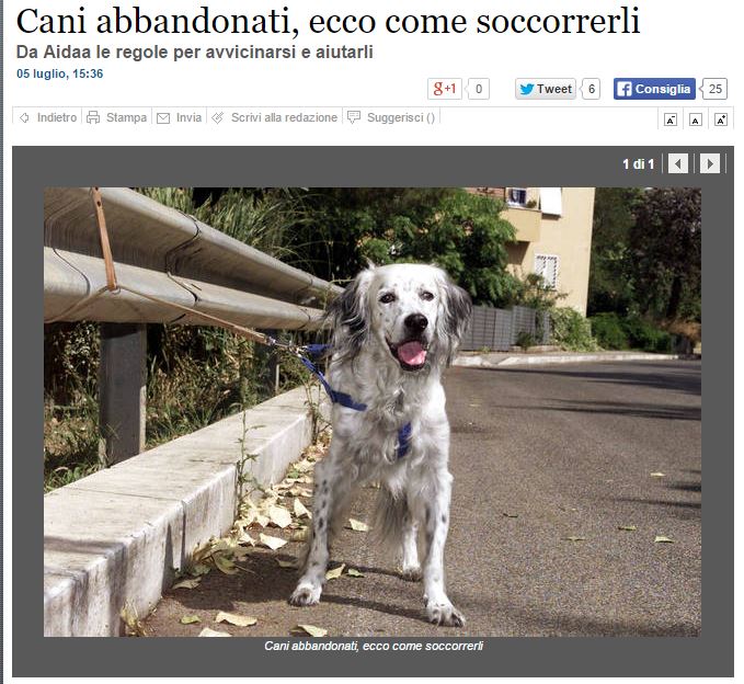 In calo i cani abbandonati article-post