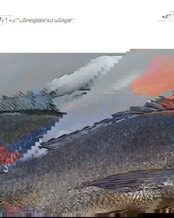 Il pesce Tilapia, TzeTze e gli acchiappaclick