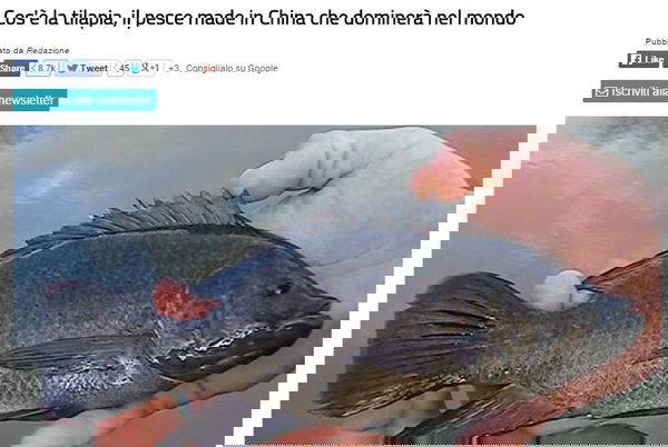 Il pesce Tilapia, TzeTze e gli acchiappaclick