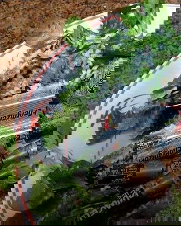 Il miracolo del pH alcalino