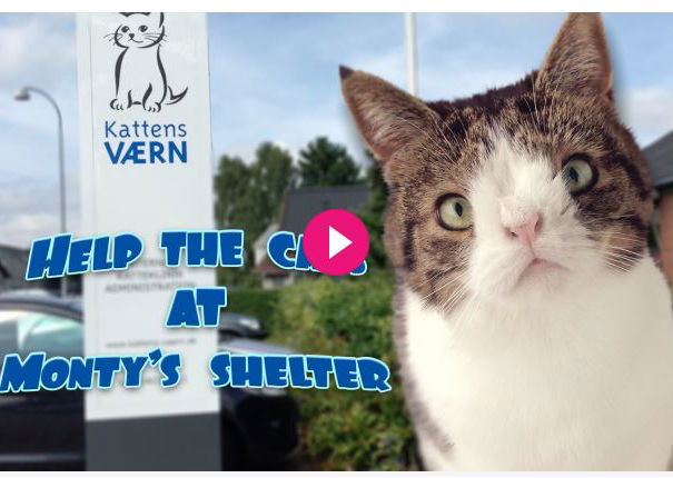 Il gatto down? article-post