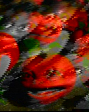 il ritorno dei pomodori assassini