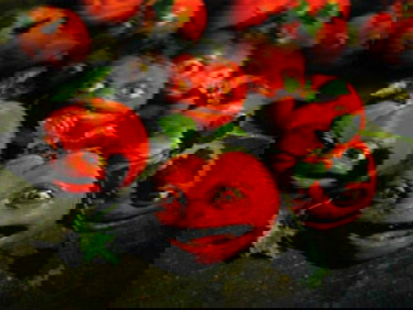 il ritorno dei pomodori assassini