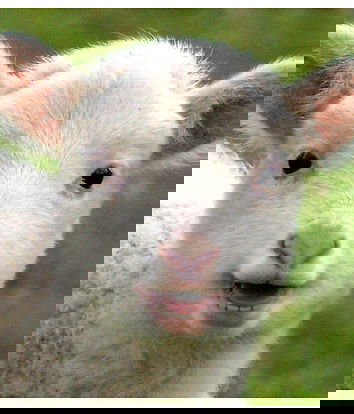 La festa dello sgozzamento