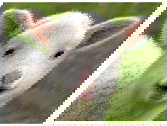 La festa dello sgozzamento article-post