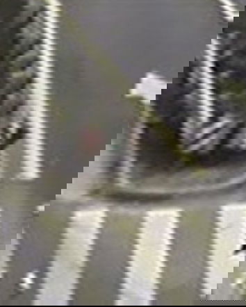 In Cina se s’investe qualcuno poi lo si ammazza…