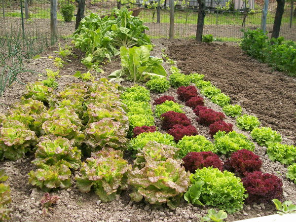 Il patentino per gli orti: facciamo chiarezza