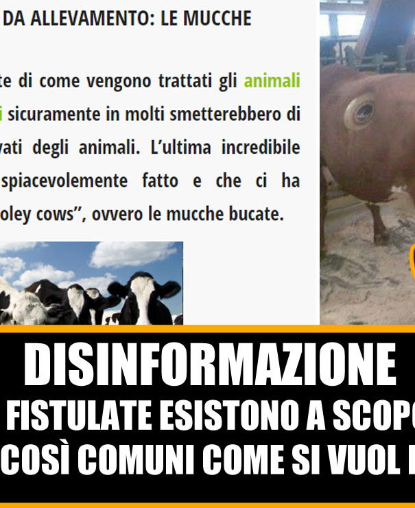 Le mucche fistulate article-post