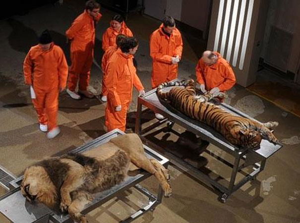 Il leone sezionato article-post