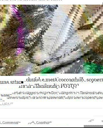 L’ibrido metà bufalo e metà coccodrillo