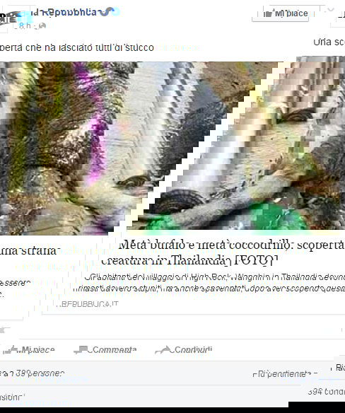 L’ibrido metà bufalo e metà coccodrillo article-post