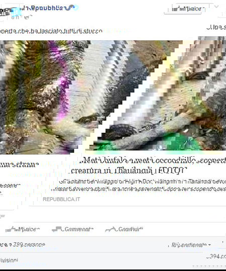 L’ibrido metà bufalo e metà coccodrillo article-post