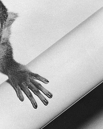 Marte: il pianeta delle scimmie