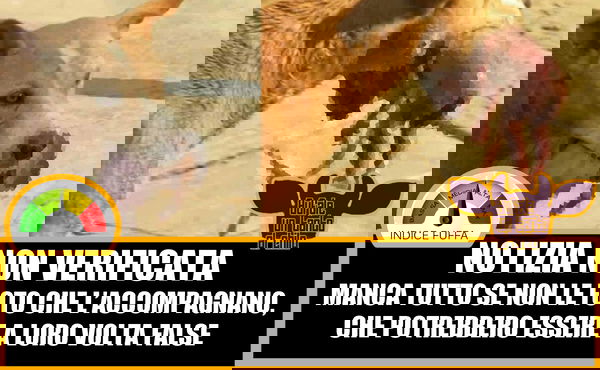 Cane randagio salva un neonato abbandonato!