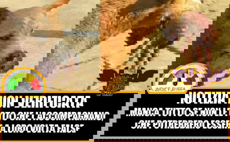 Cane randagio salva un neonato abbandonato! article-post