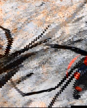 Il temutissimo ragno avvistato in Sardegna