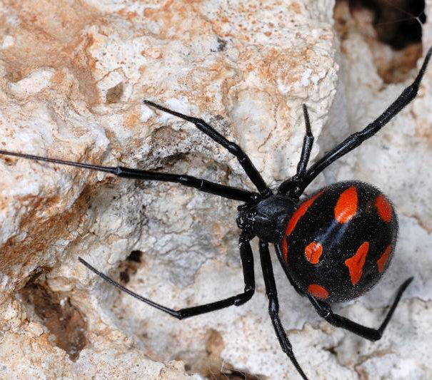 Il temutissimo ragno avvistato in Sardegna article-post