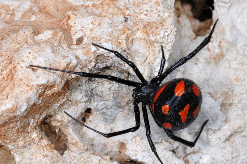 Il temutissimo ragno avvistato in Sardegna article-post