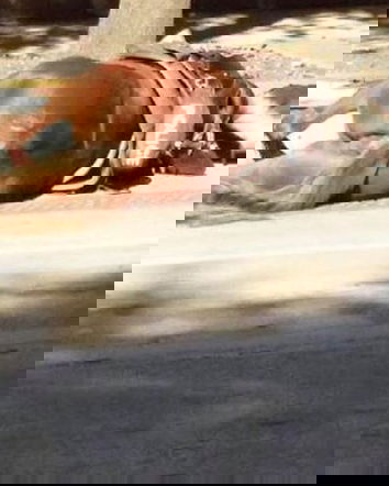 Notizia Vera: l’abbraccio del poliziotto al cavallo morente