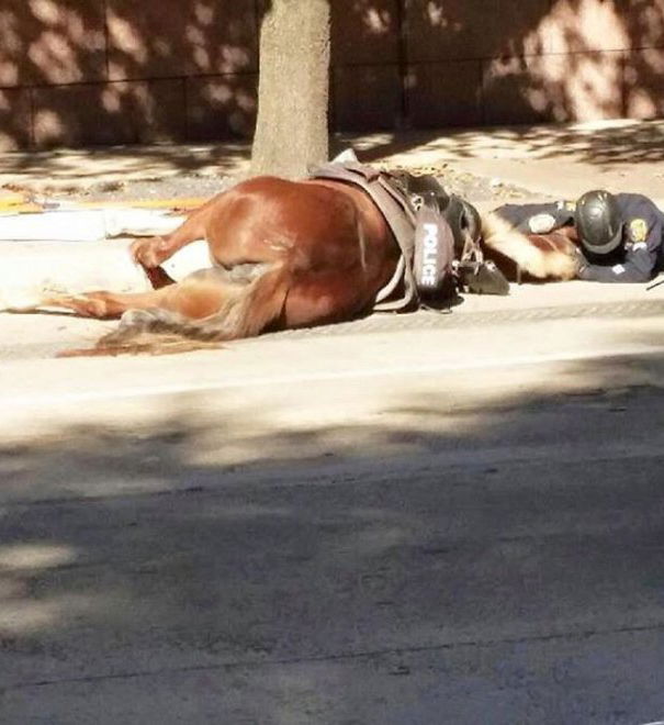 Notizia Vera: l’abbraccio del poliziotto al cavallo morente article-post