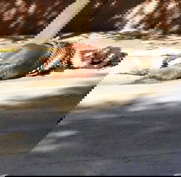 Notizia Vera: l’abbraccio del poliziotto al cavallo morente