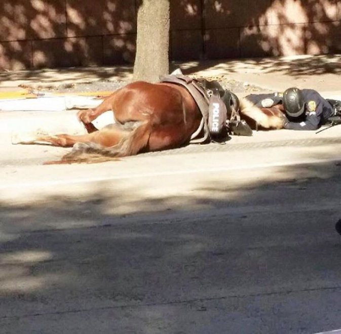 Notizia Vera: l’abbraccio del poliziotto al cavallo morente article-post