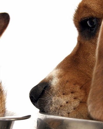 Report: troppa trippa e poco giornalismo