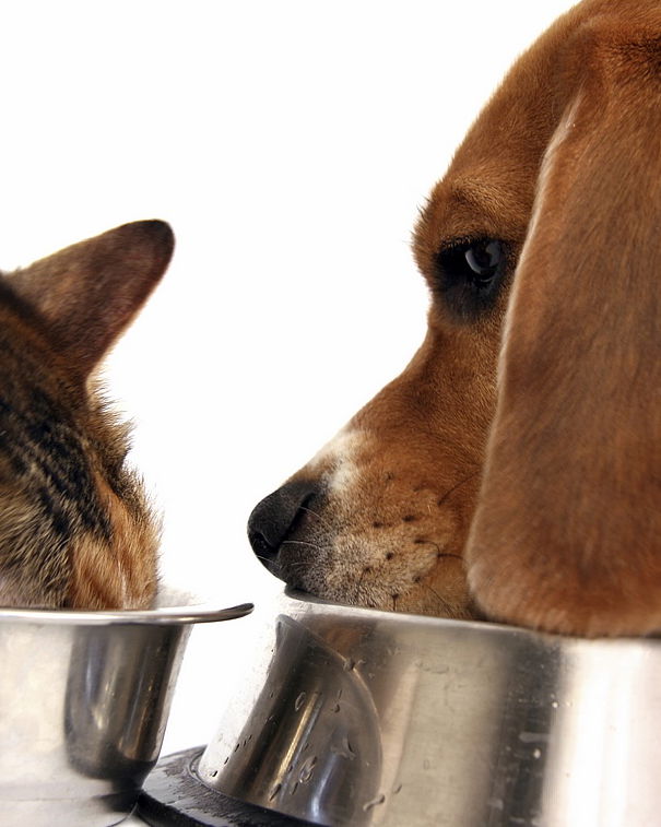 Report: troppa trippa e poco giornalismo article-post