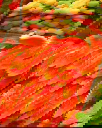 Come sono fatte le gommose?