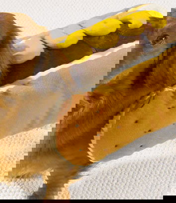 Carne di cane? Ma no…