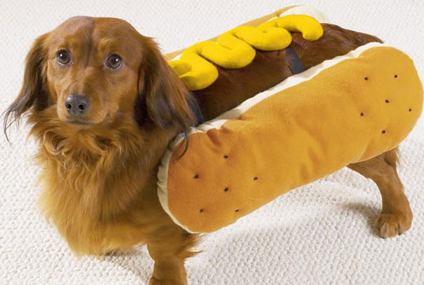 Carne di cane? Ma no… article-post